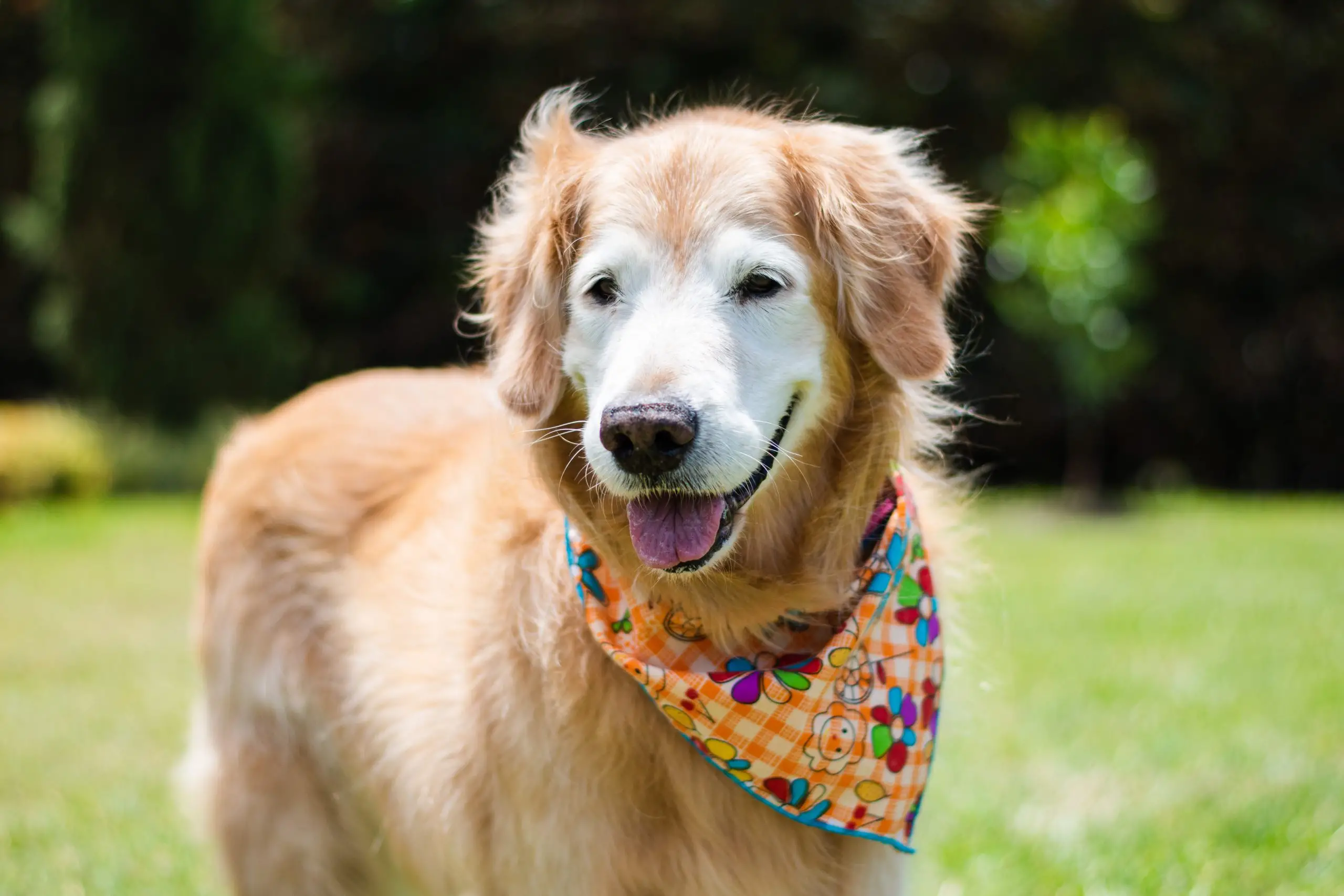 Seniors for Seniors Dog Adoption A Meaningful Connection