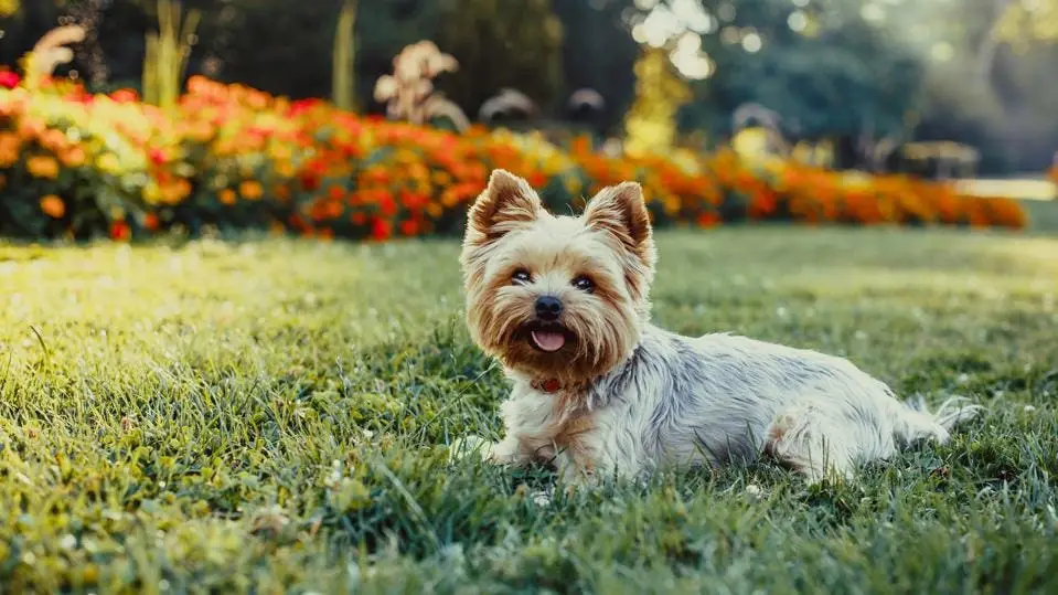 Seniors for Seniors Dog Adoption A Meaningful Connection