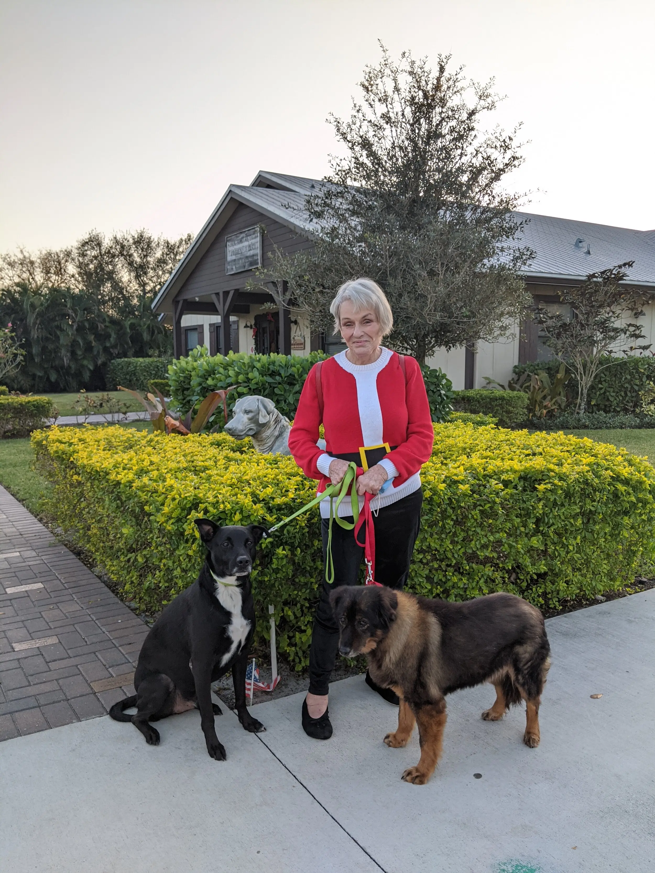 Seniors for Seniors Dog Adoption A Meaningful Connection