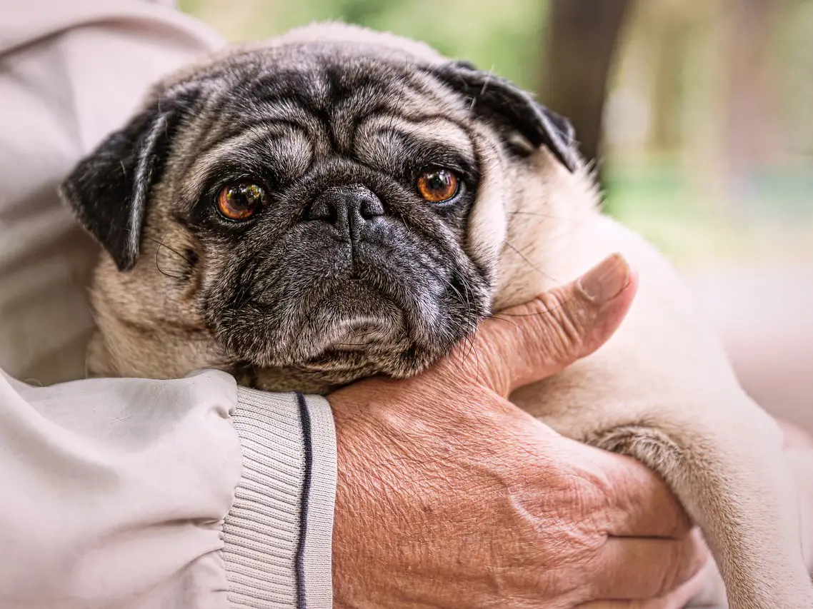Seniors for Seniors Dog Adoption A Meaningful Connection