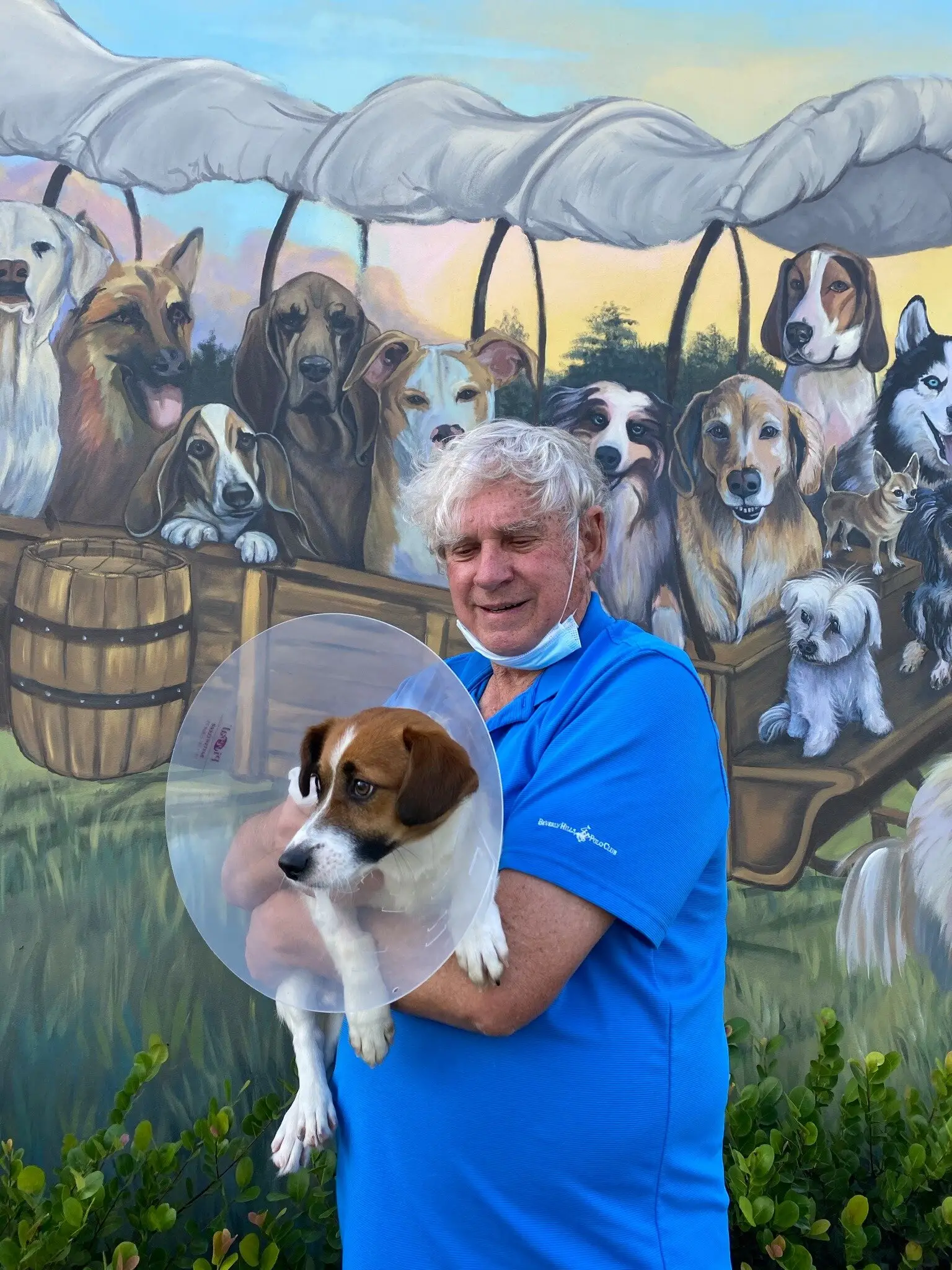 Seniors for Seniors Dog Adoption A Meaningful Connection