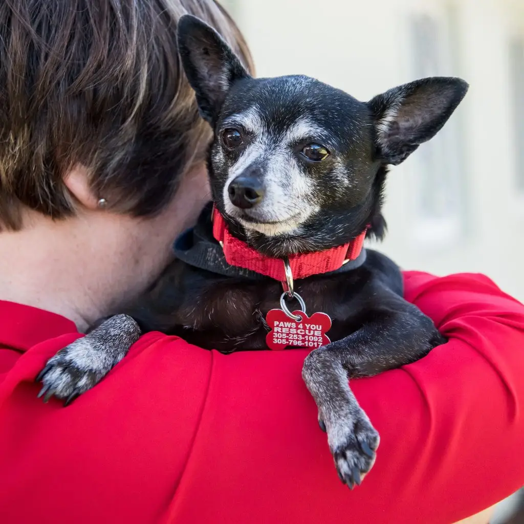 Seniors for Seniors Dog Adoption A Meaningful Connection