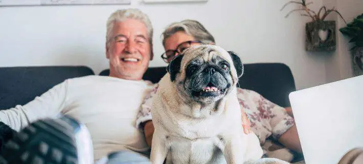 Good Small Dog for Seniors