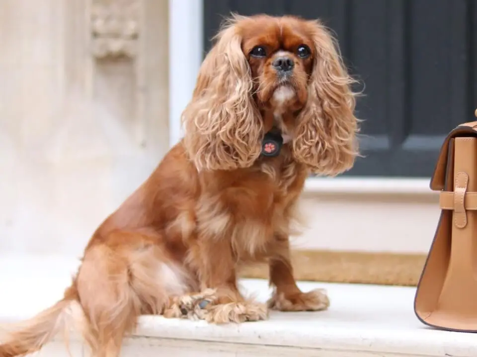 Good Small Dog for Seniors