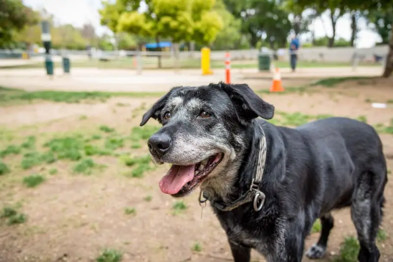 What Age is a Dog Considered a Senior?