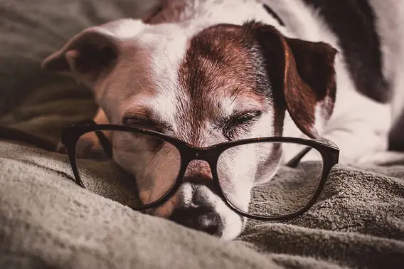 What Age is a Dog Considered a Senior?