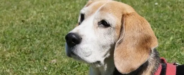 What Age is a Dog Considered a Senior?