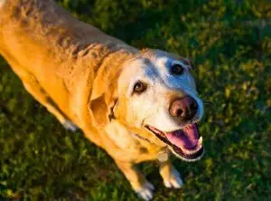 What Age is a Dog Considered a Senior?