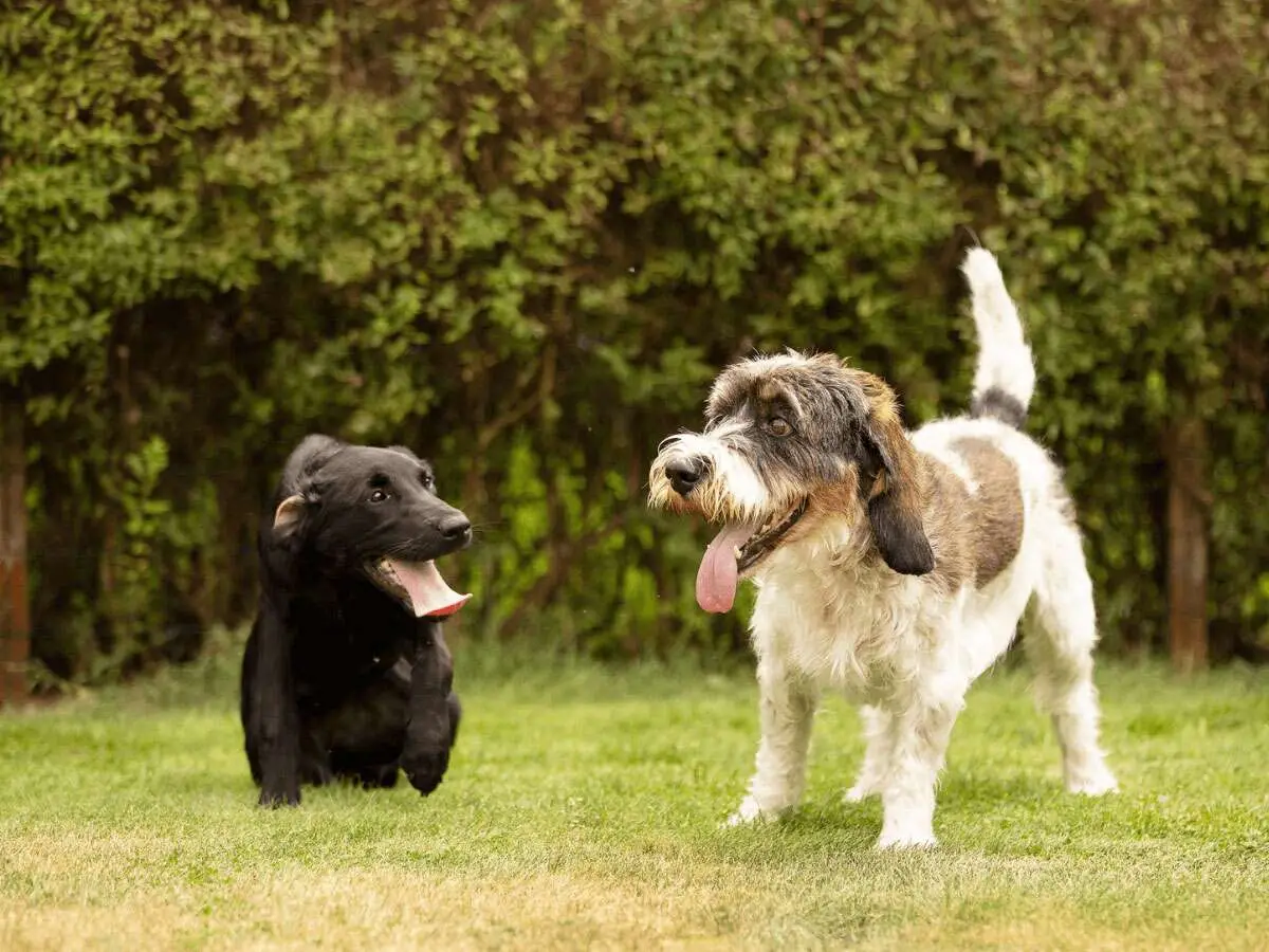 What Age is a Dog Considered a Senior?
