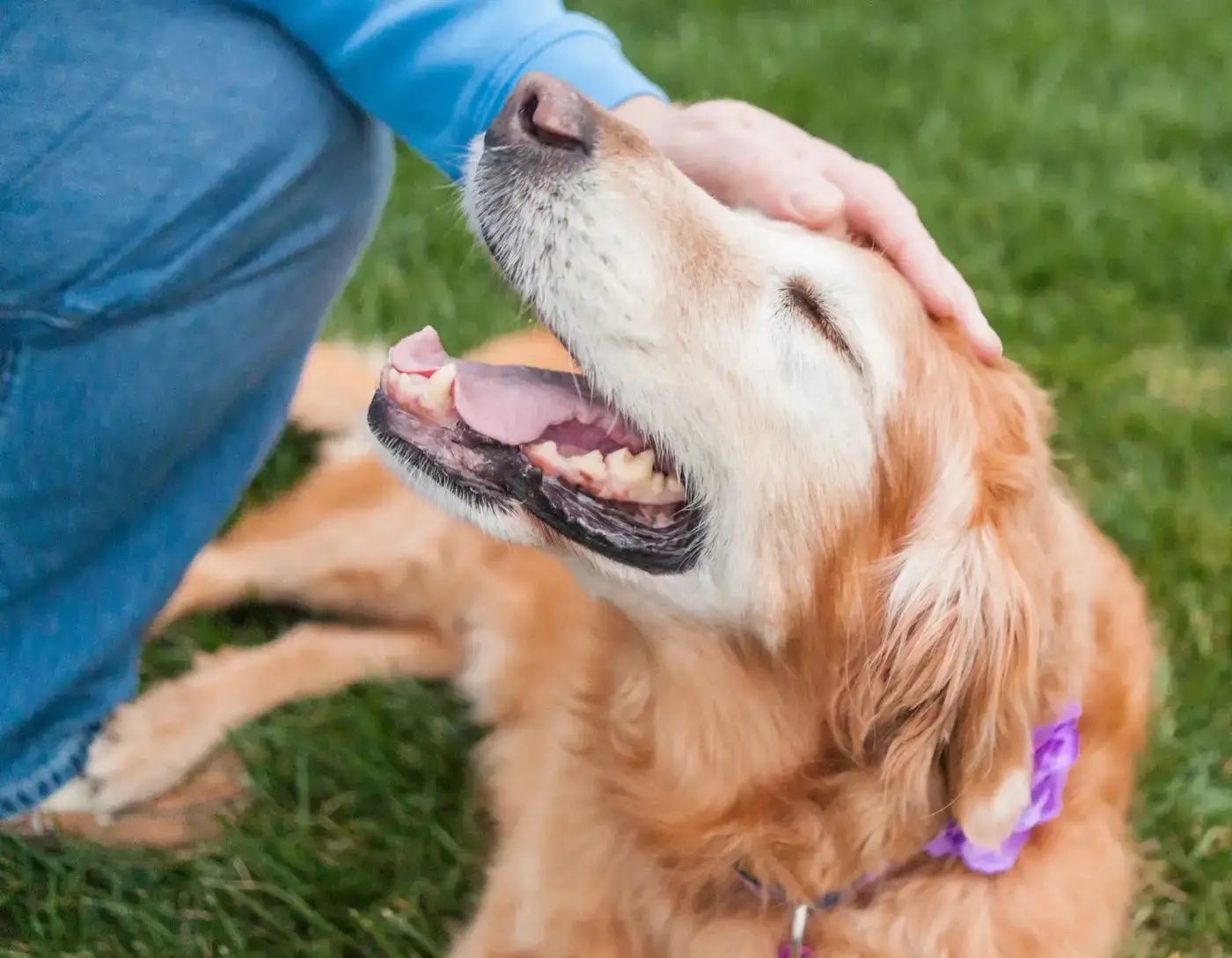 What Age is a Dog Considered a Senior?