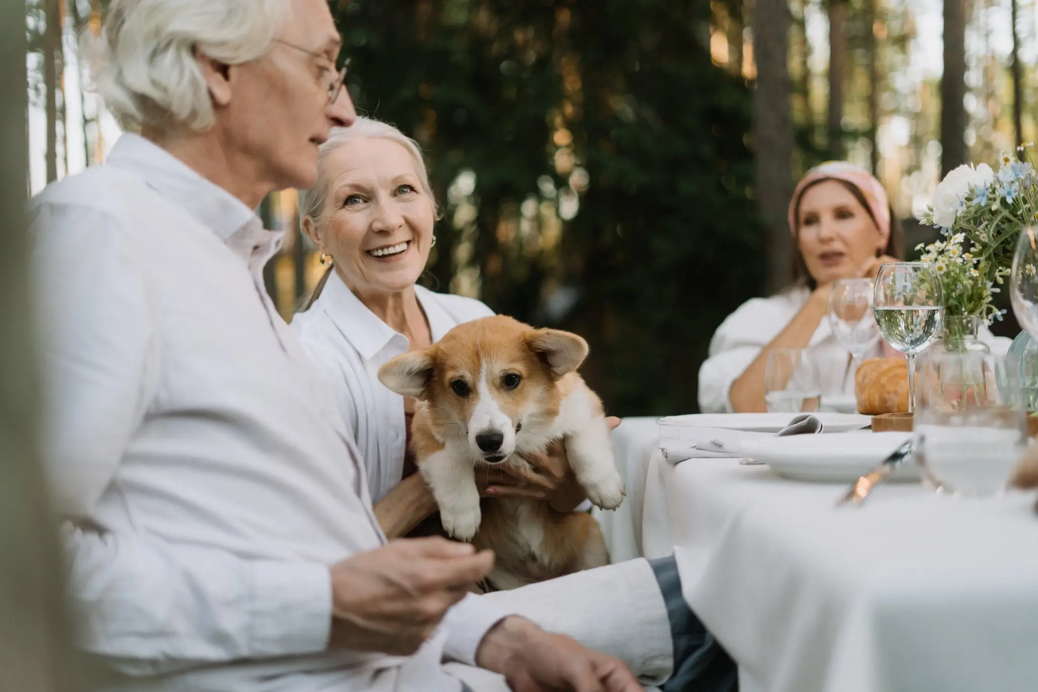 What Age is a Dog Considered a Senior?