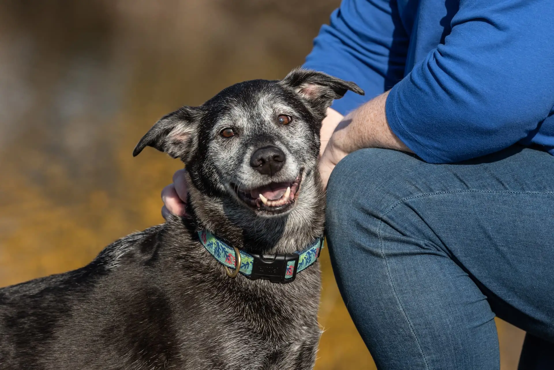What Age is a Dog Considered a Senior?