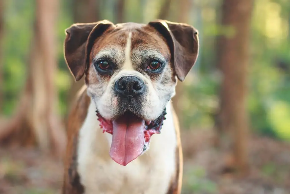 When is a Dog Considered a Senior?