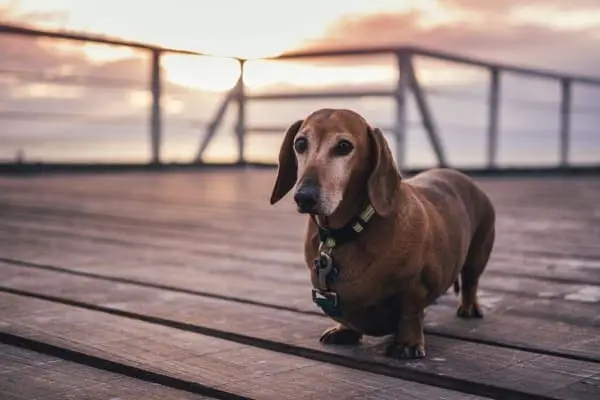 When is a Dog Considered a Senior?