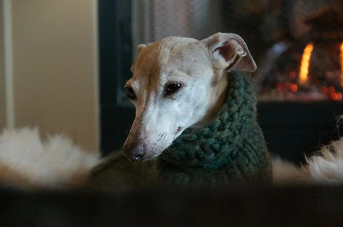 Pet Loss Grief Stages