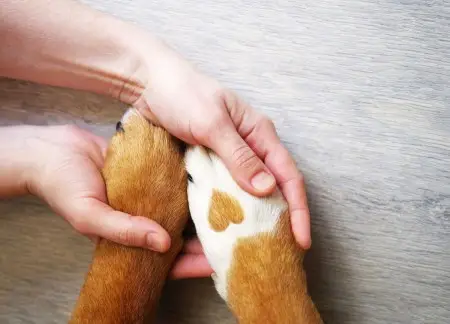 Pet Loss Grief Stages