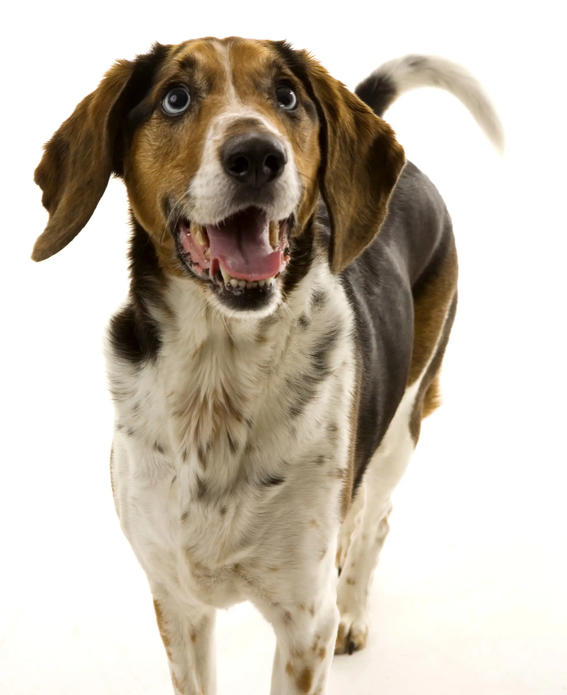 Pet Loss Grief Stages