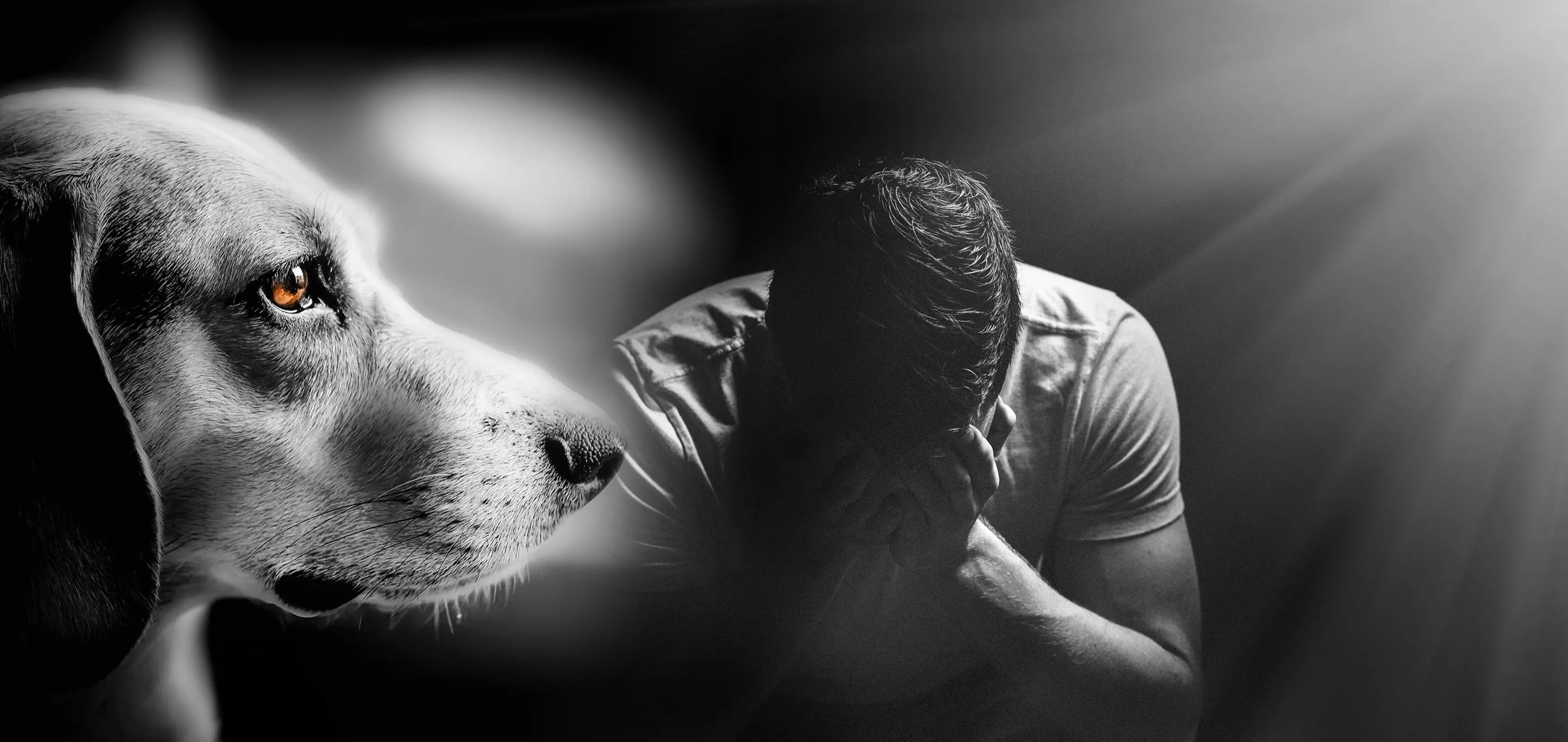 Pet Loss Grief Stages