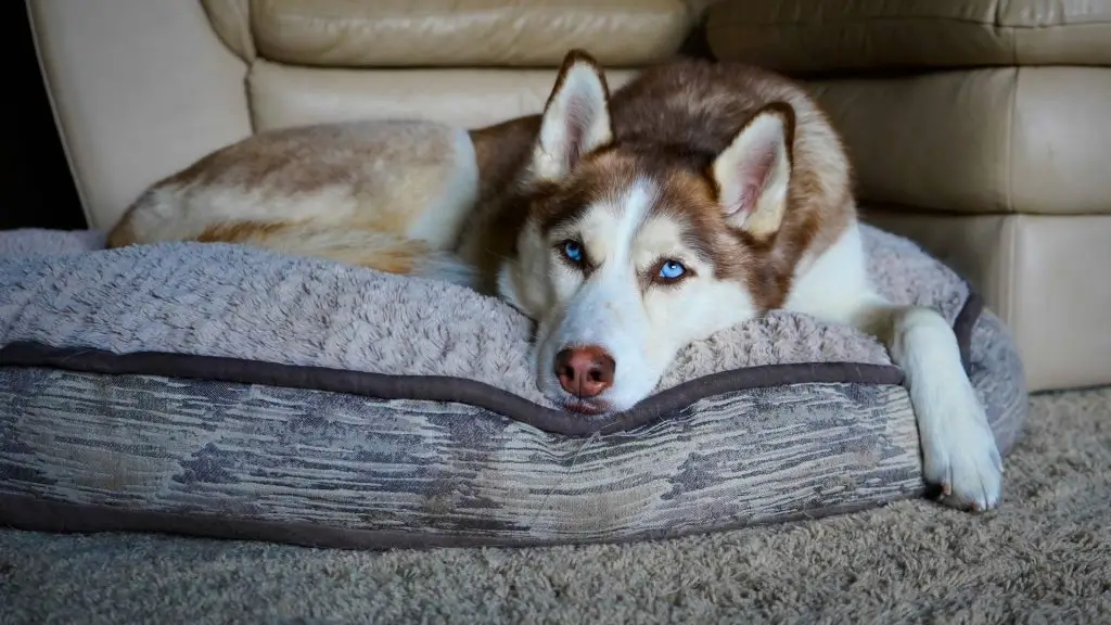 Pet Loss Grief Stages