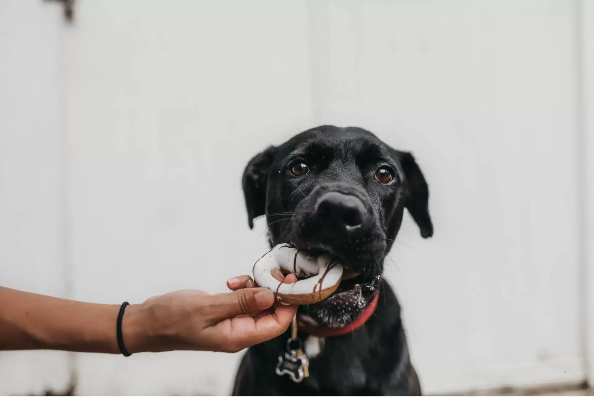 What Can Dogs Can and Cannot Eat?