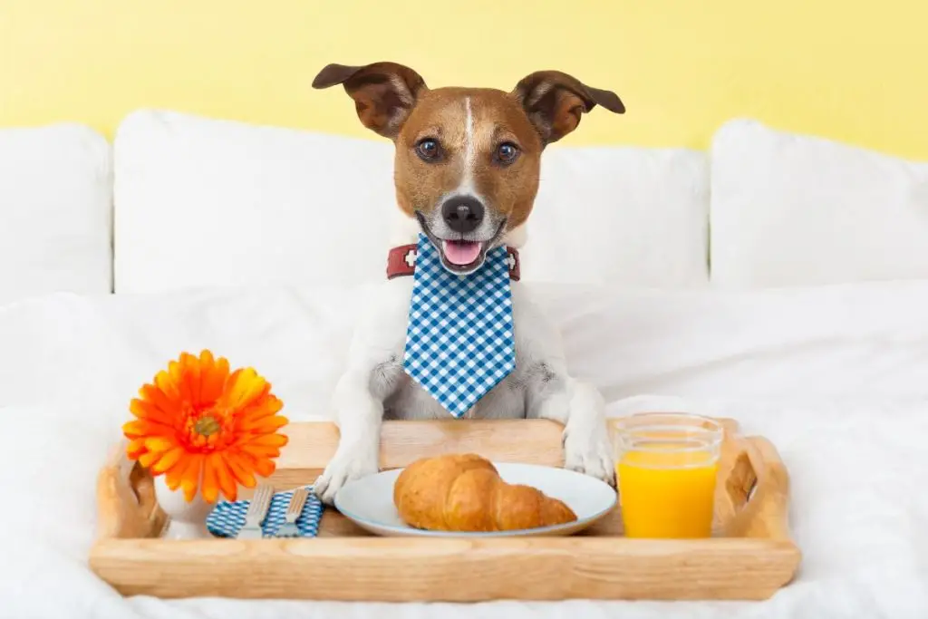 What Can Dogs Can and Cannot Eat?