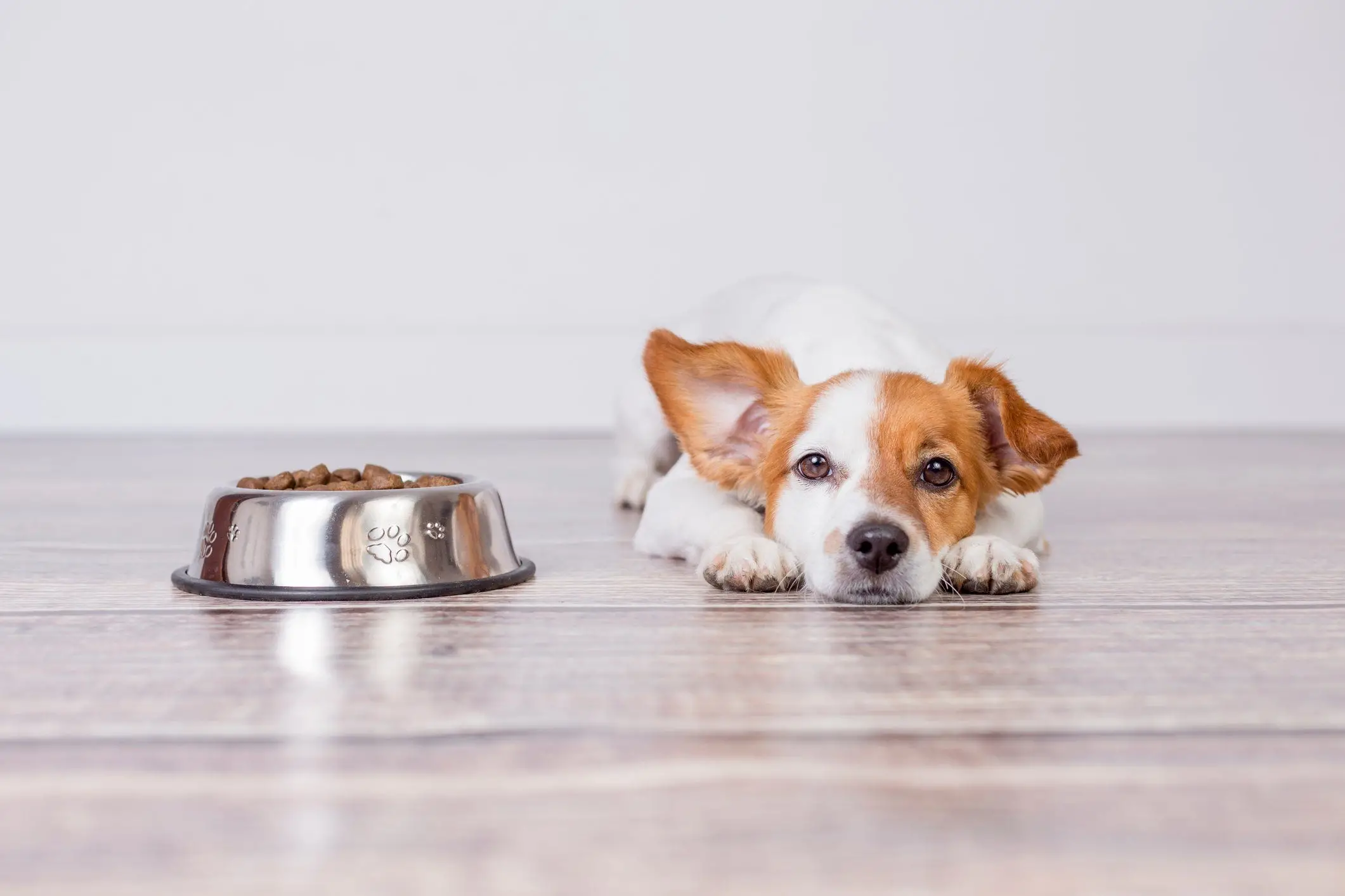 What Can Dogs Can and Cannot Eat?
