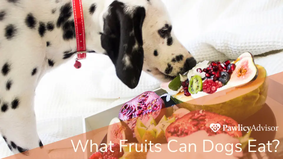 What Can Dogs Can and Cannot Eat?