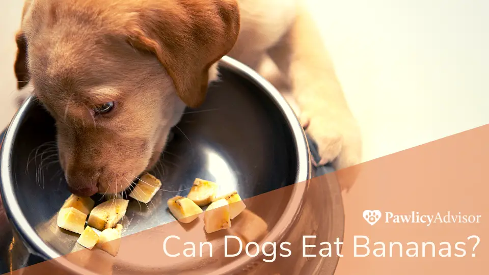 What Can Dogs Can and Cannot Eat?