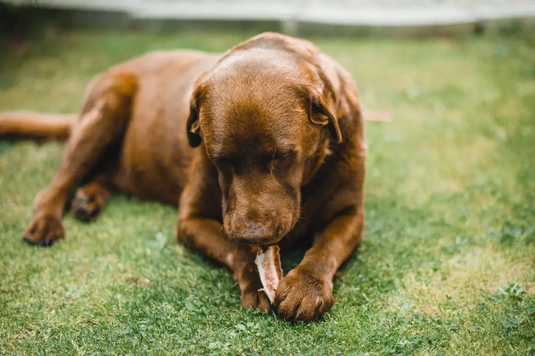 What Can Dogs Can and Cannot Eat?