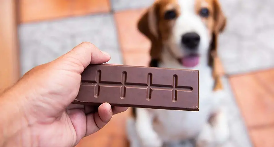 What Can Dogs Can and Cannot Eat?