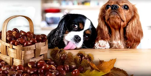 What Can Dogs Can and Cannot Eat?