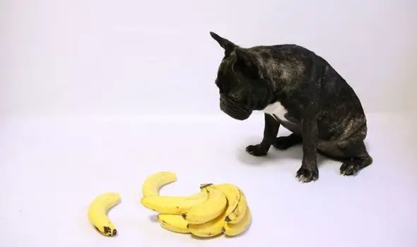 What Can Dogs Can and Cannot Eat?