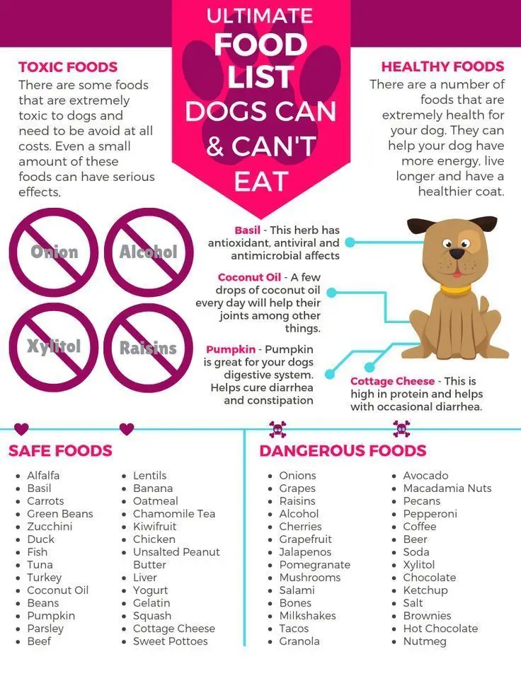 What Can Dogs Can and Cannot Eat?