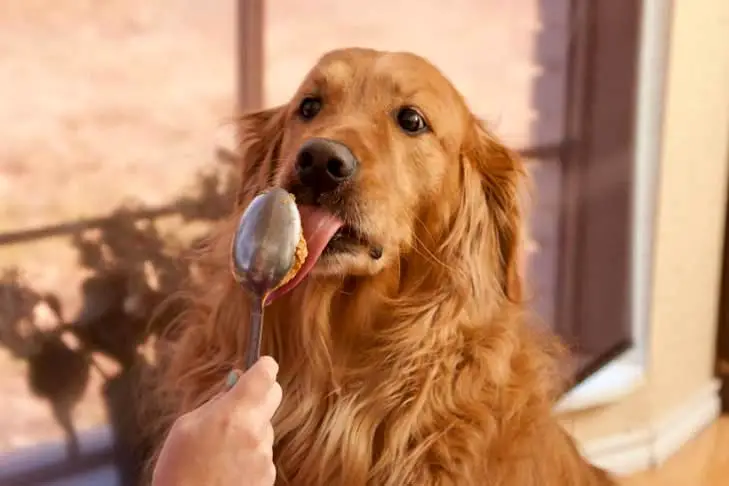 What Human Food is Good for Puppies?