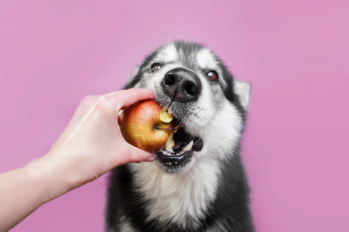 What Human Food is Good for Puppies?