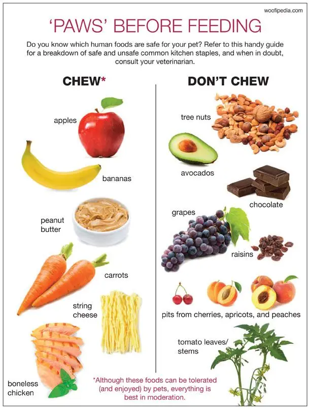 What Human Food is Good for Puppies?
