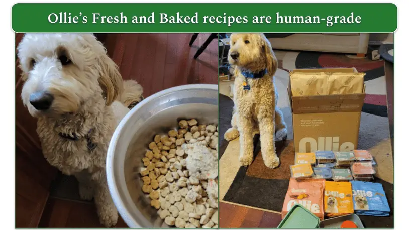 What Human Food is Good for Puppies?