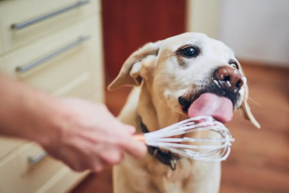 What Human Food is Good for Puppies?