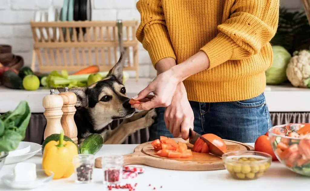 What Human Food is Good for Puppies?