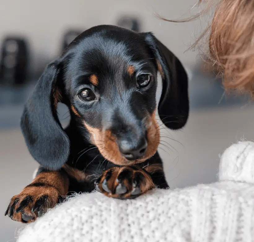 What Human Food is Good for Puppies?