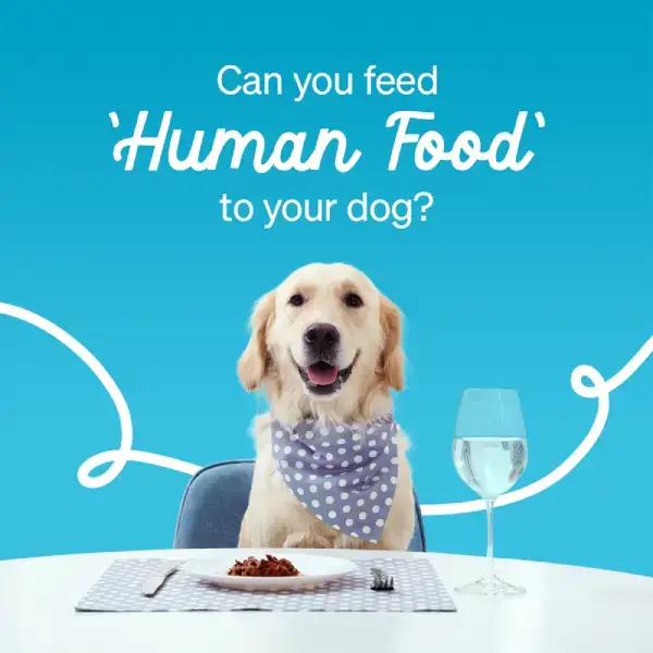 What Human Food is Good for Puppies?