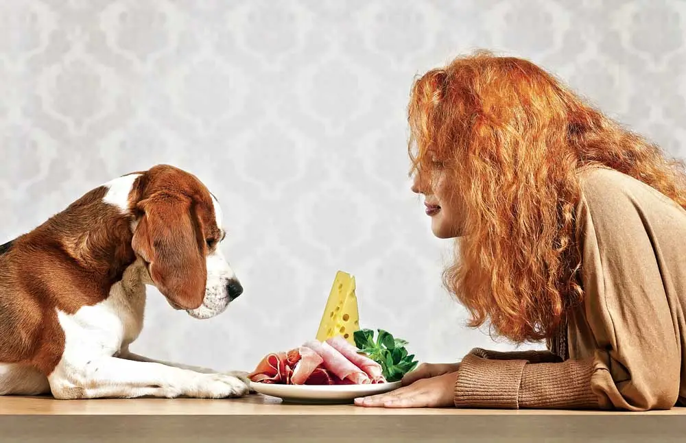 What Human Food is Good for Puppies?