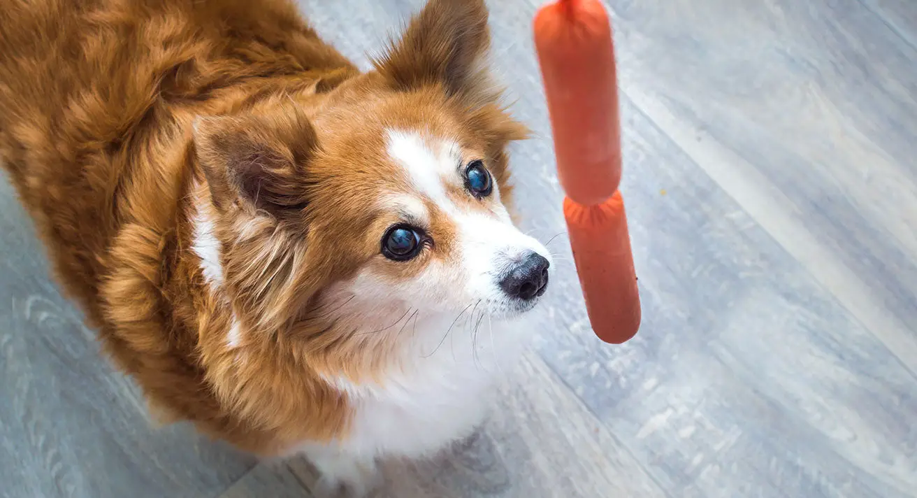 What Human Food is Good for Puppies?