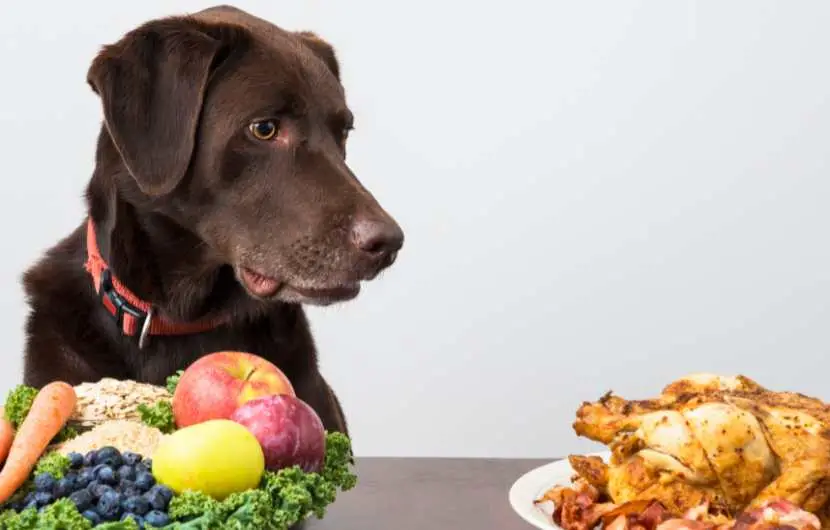 What Human Food is Good for Puppies?