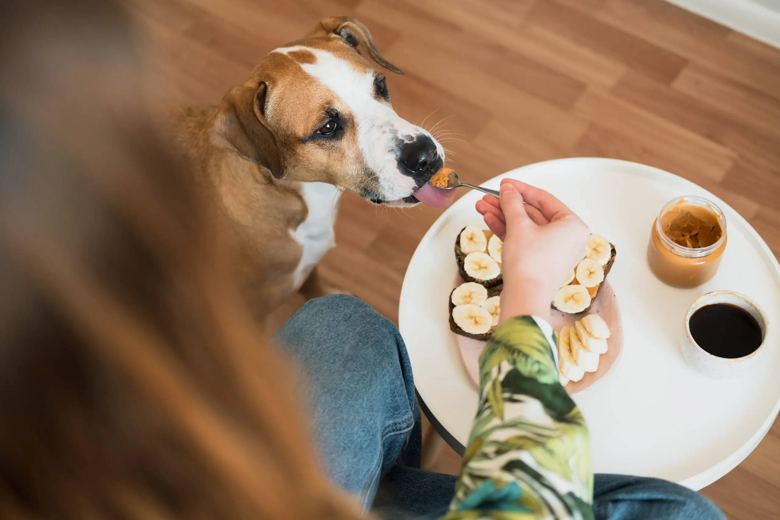 What Human Food is Good for Puppies?