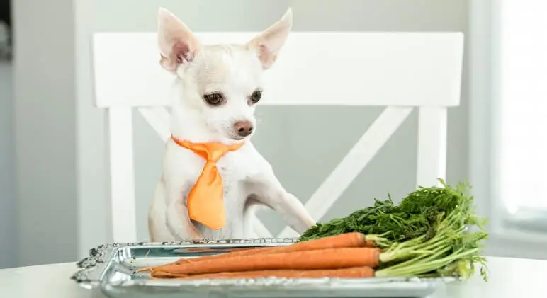 What People Food Can Dogs Eat?