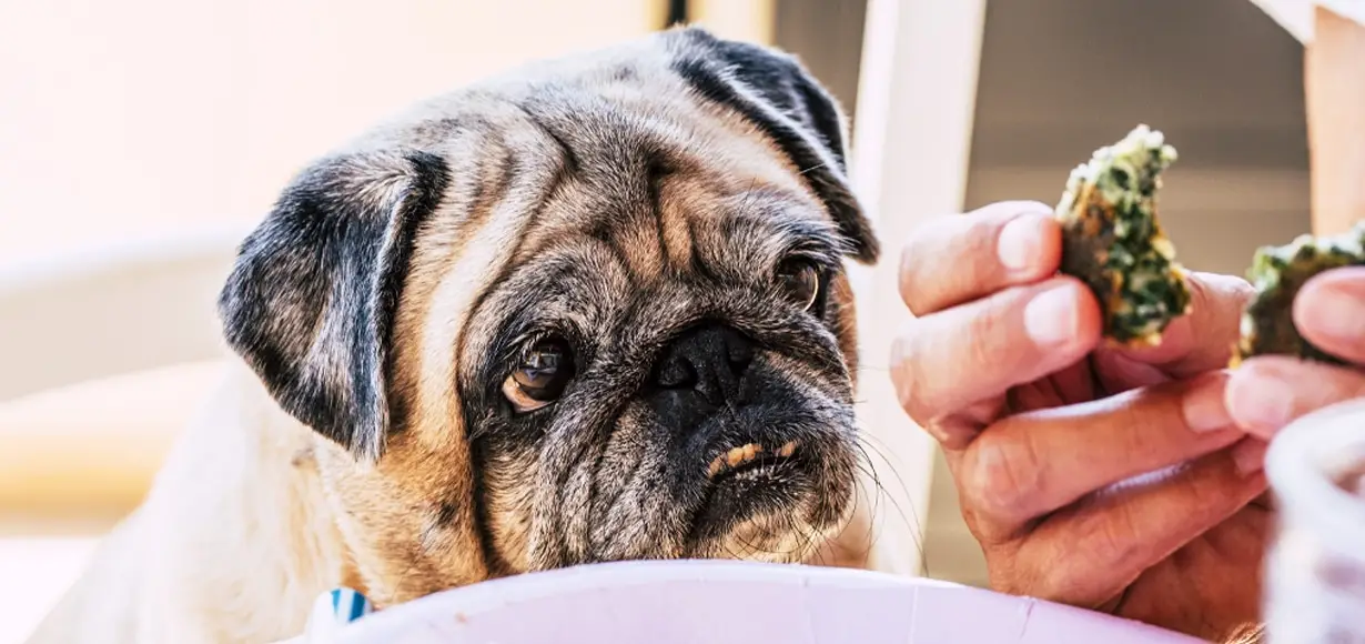 What People Food Can Dogs Eat?