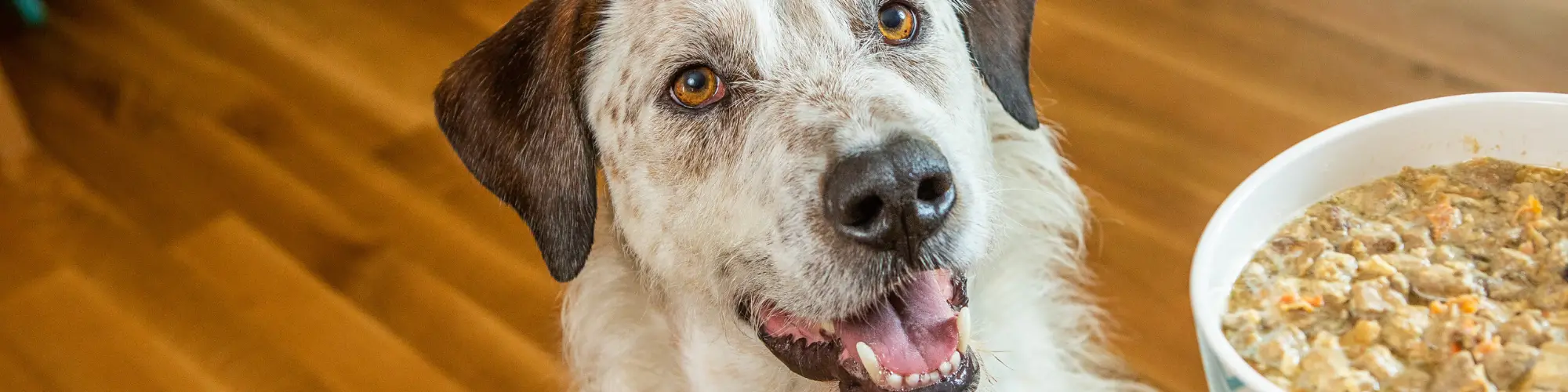 What People Food Can Dogs Eat?