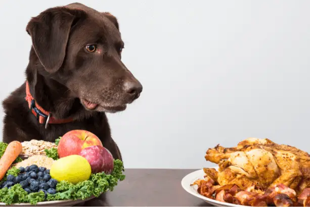 What People Food Can Dogs Eat?