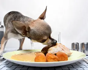 What People Food Can Dogs Eat?